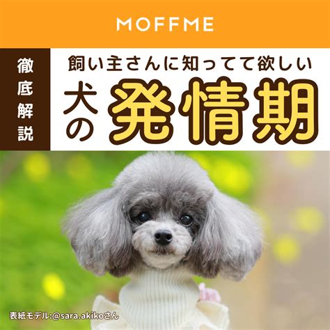 犬の勃起や赤チンの対処法とは？発情期についても詳しく解説！…